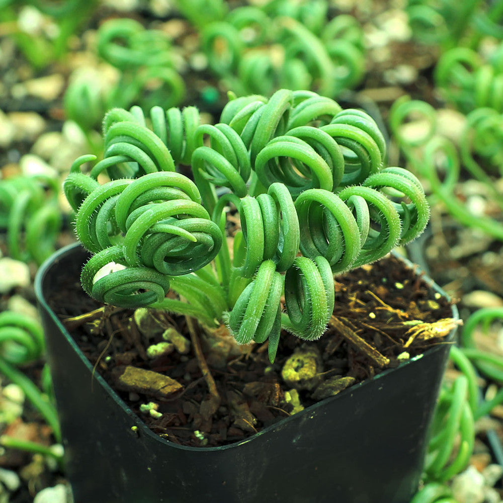 Albuca spiralis 'Frizzle Sizzle'®
