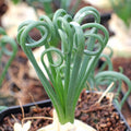 Albuca spiralis 'Frizzle Sizzle'®