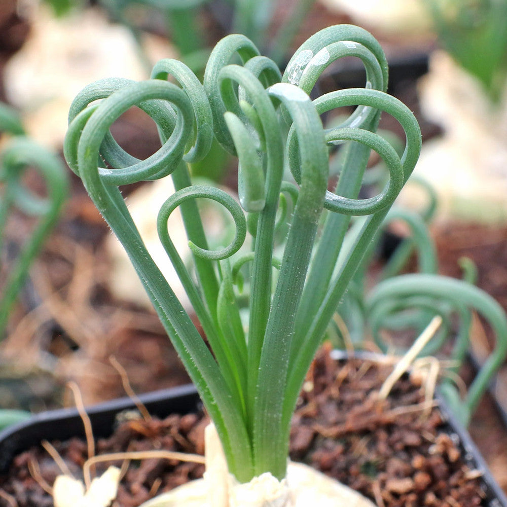 Albuca spiralis 'Frizzle Sizzle'®