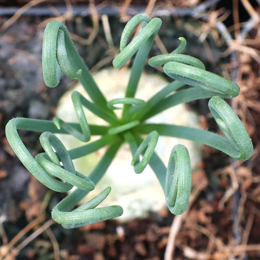 Albuca spiralis 'Frizzle Sizzle'®