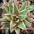 Gasteraloe 'Thais'