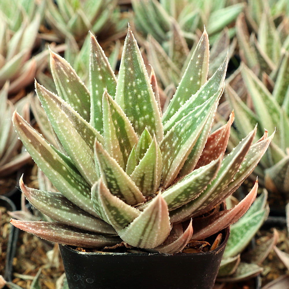 Gasteraloe 'Thais'