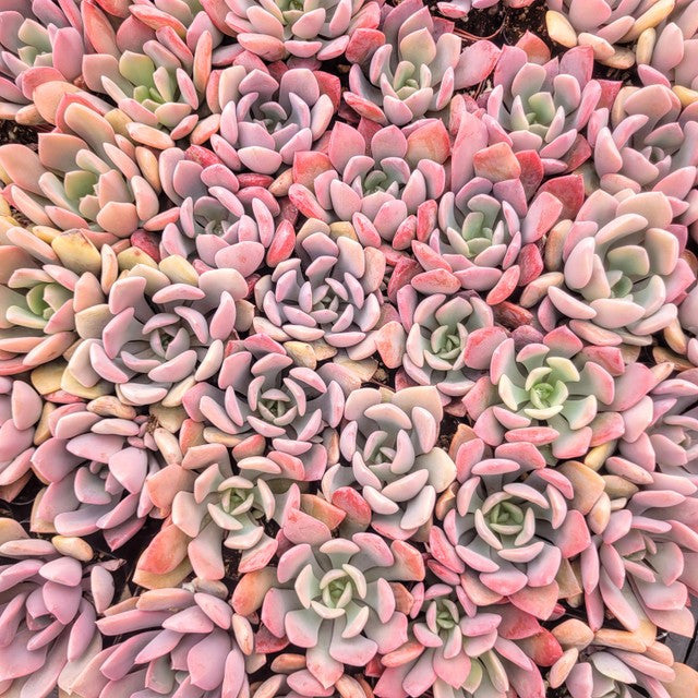 Graptoveria 'Debbie'