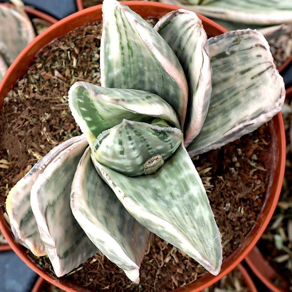 Gasteria 'Fuji Yuki' [large]