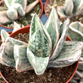 Gasteria 'Fuji Yuki' [large]