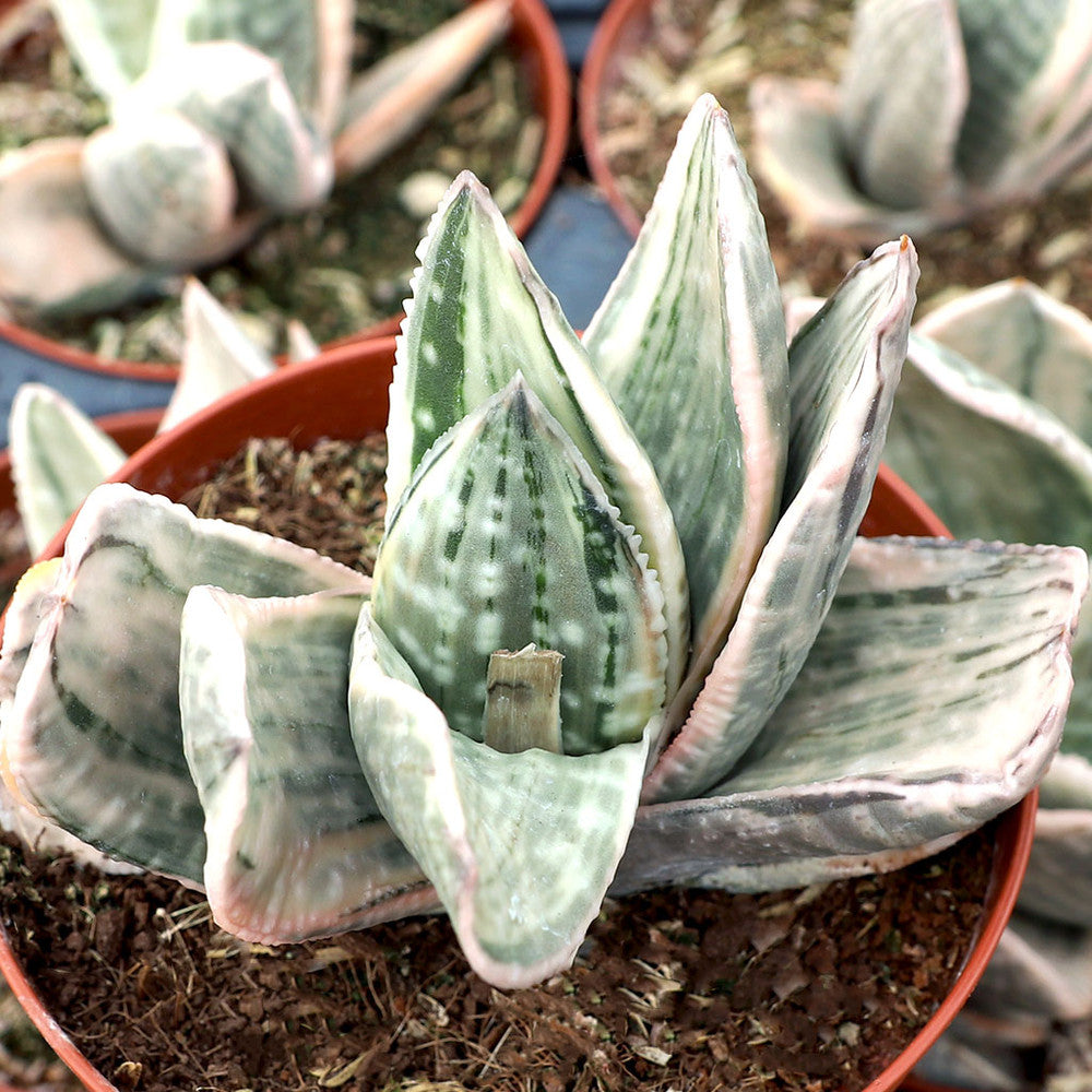 Gasteria 'Fuji Yuki' [large]