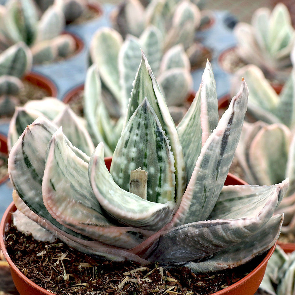 Gasteria 'Fuji Yuki' [large]