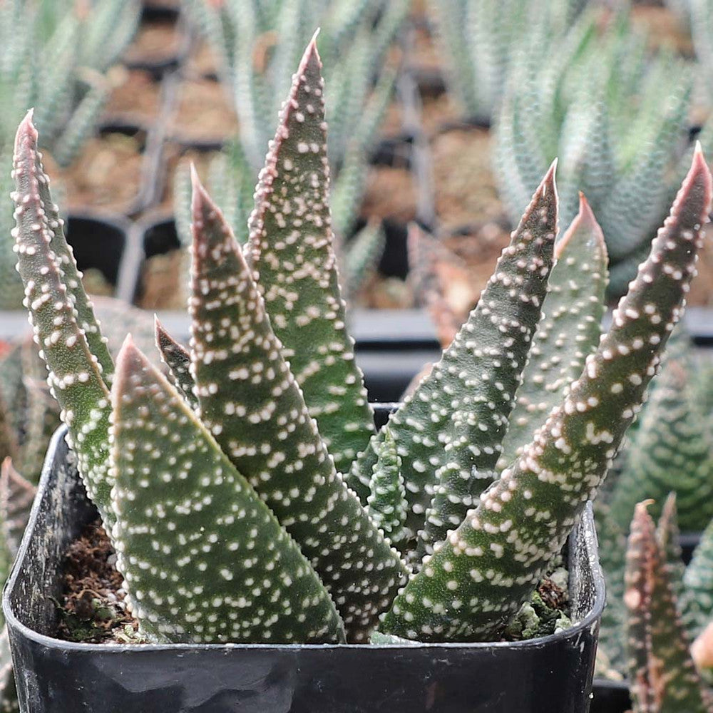 Gasteraloe 'Royal Highness'