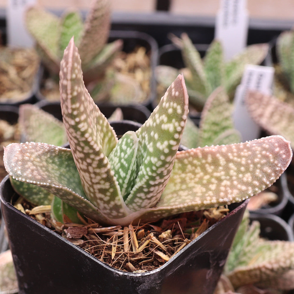 Gasteria brevifolia