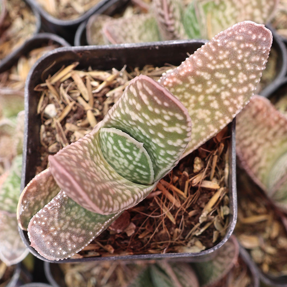 Gasteria brevifolia