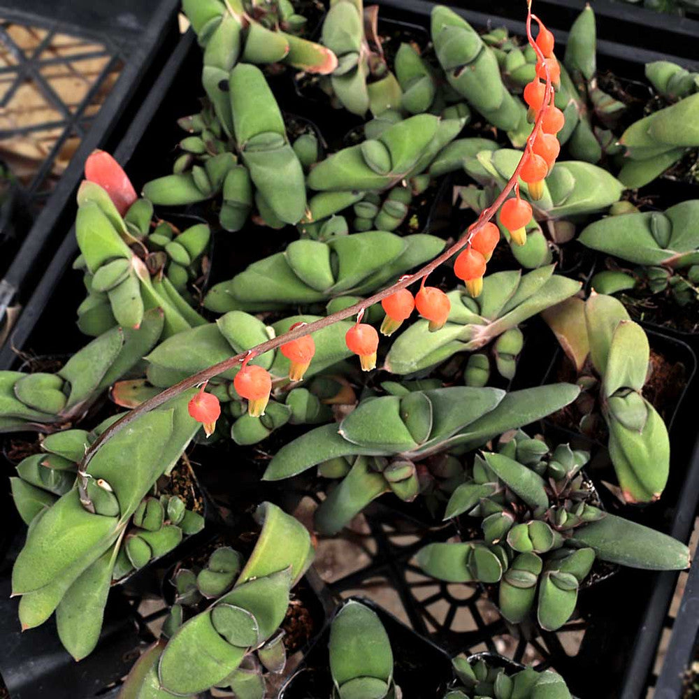 Gasteria glomerata - Ox Tongue