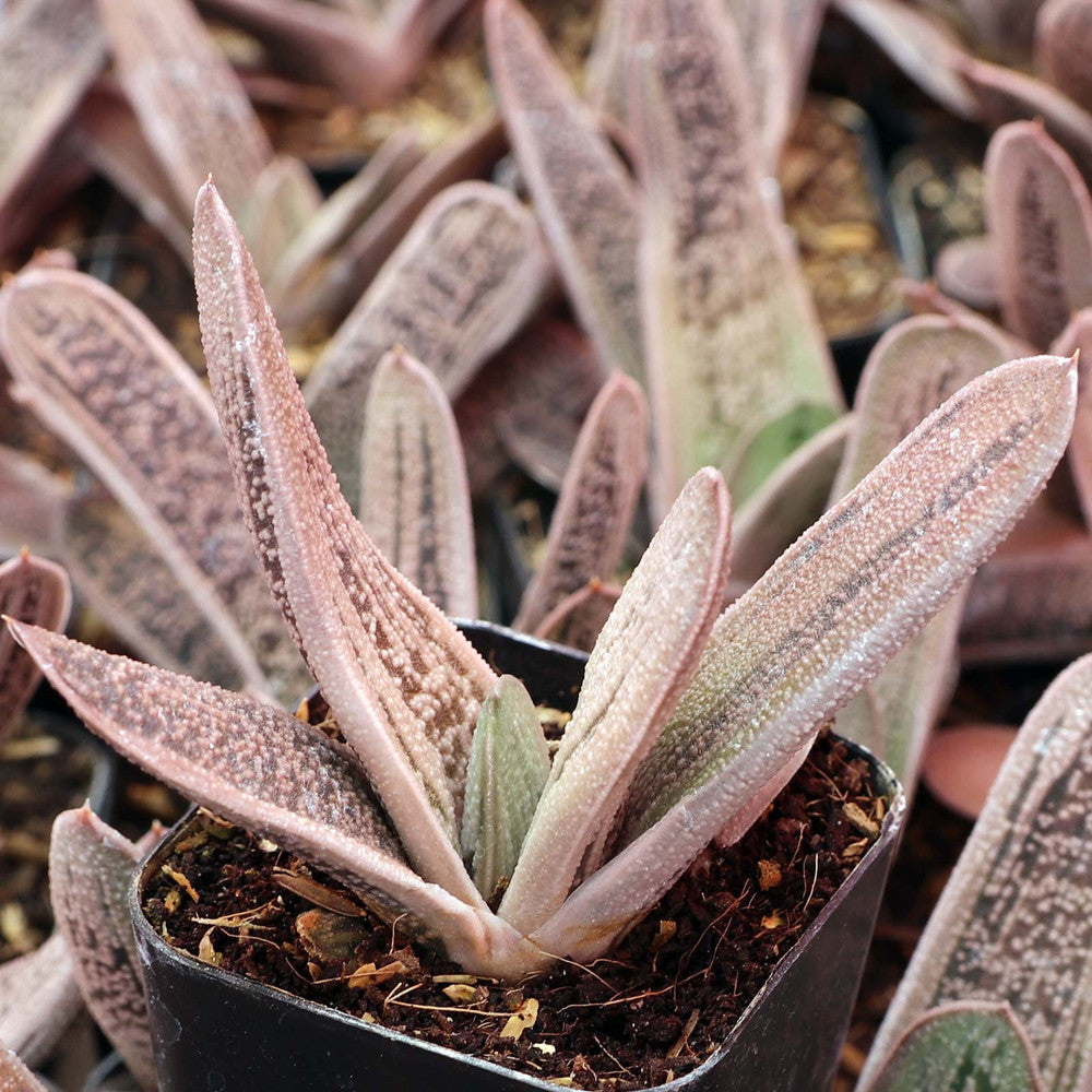 Gasteria 'Little Warty'