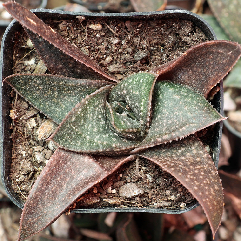 Gasterhaworthia 'Hippo'
