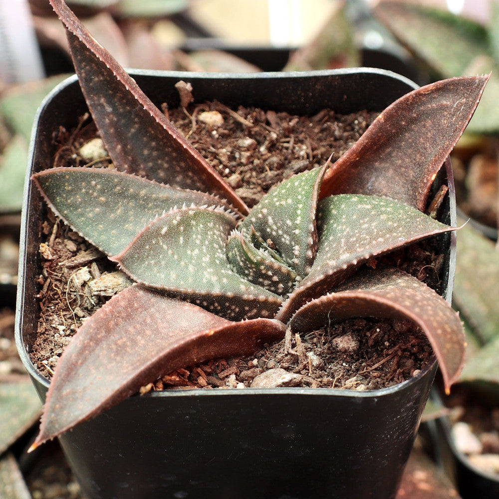 Gasterhaworthia 'Hippo'
