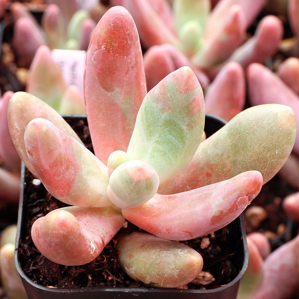 Pachysedum 'Ganzhou'