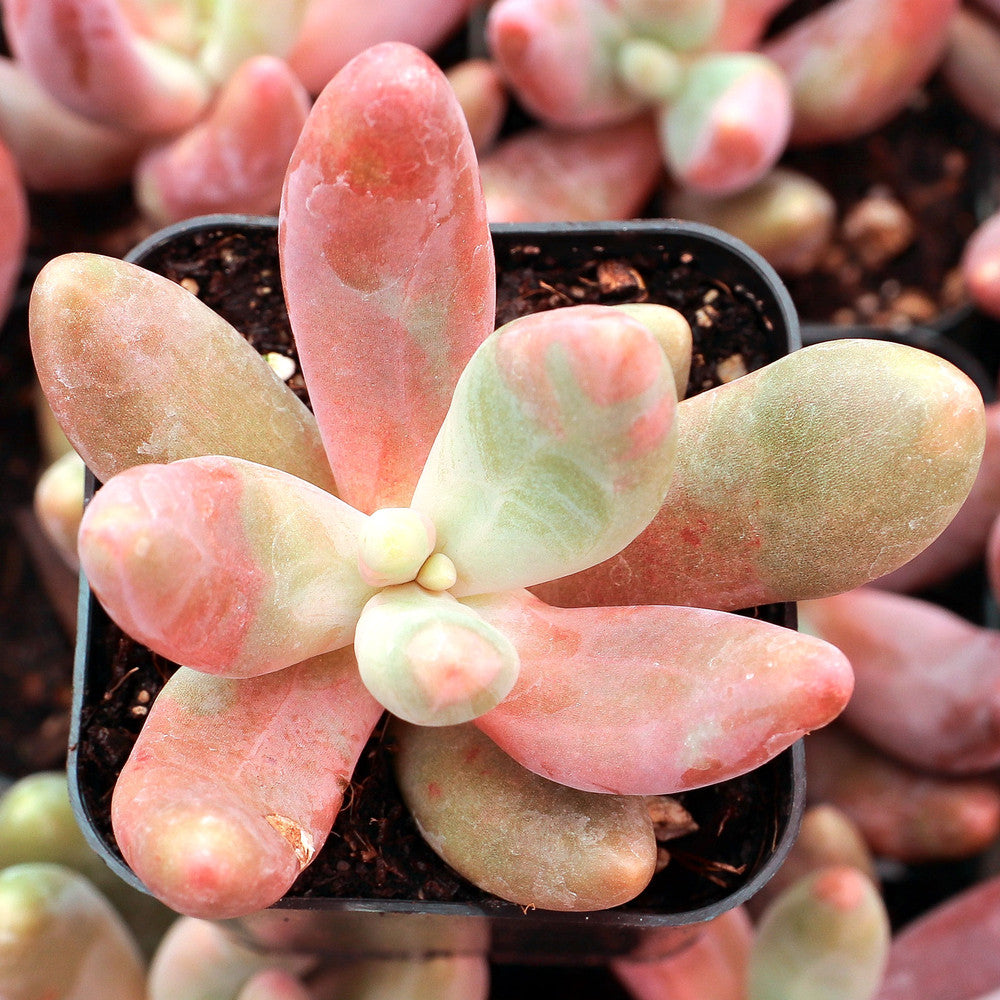 Pachysedum 'Ganzhou'