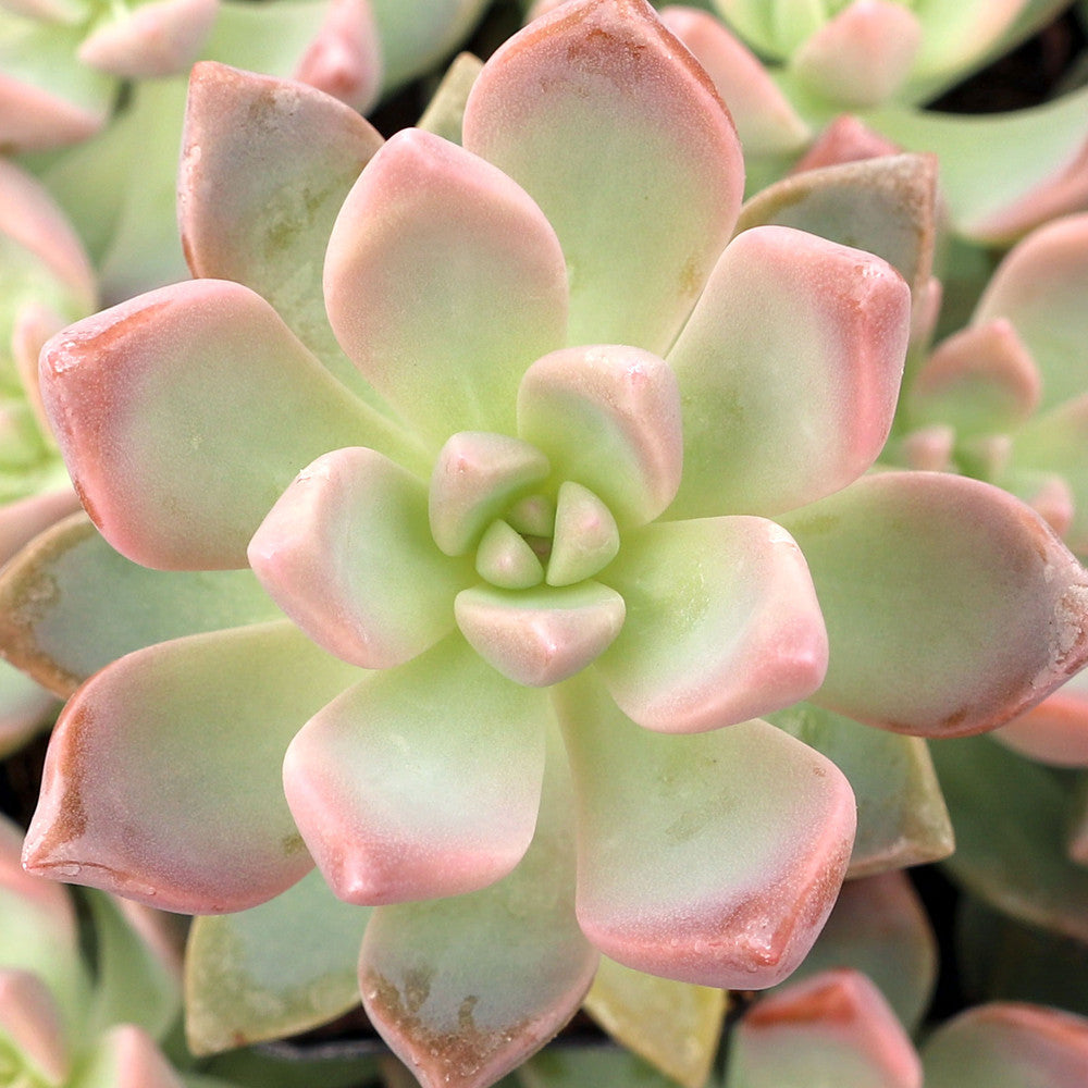 Graptopetalum paraguayense - Ghost Plant