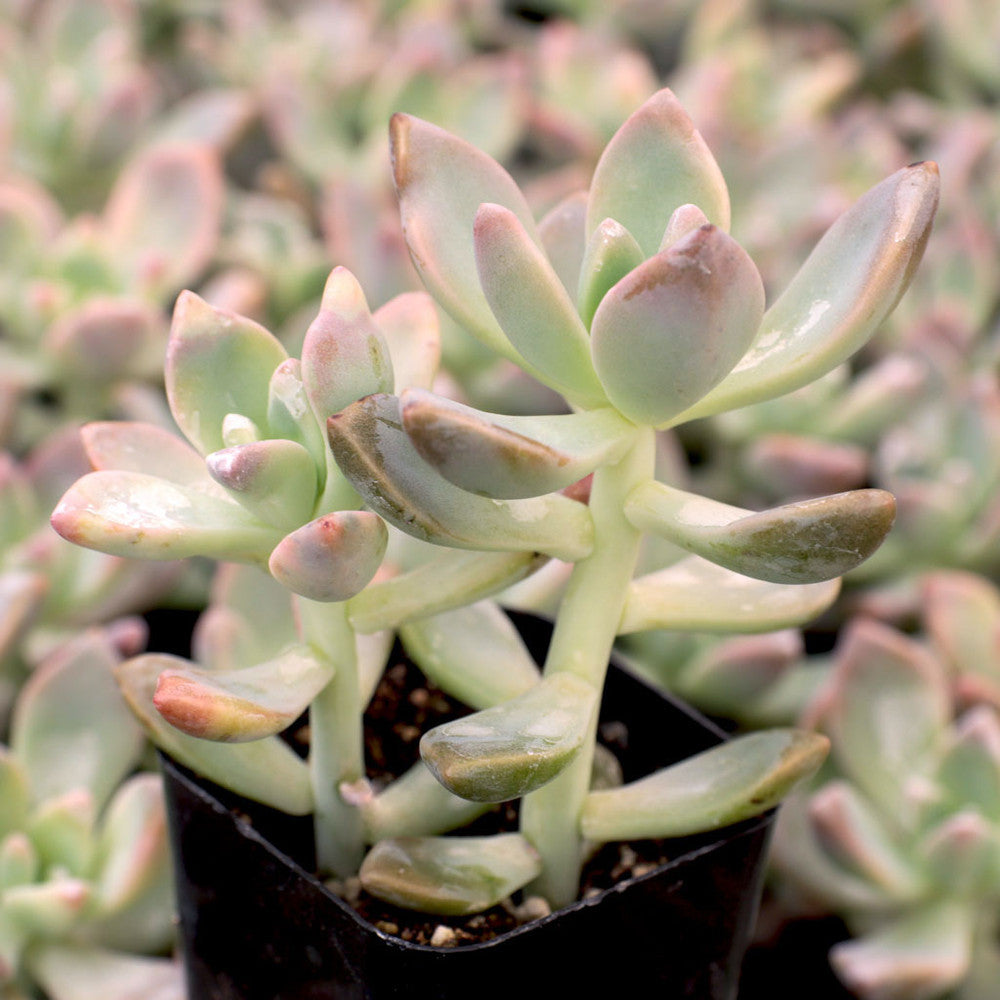 Graptopetalum paraguayense - Ghost Plant