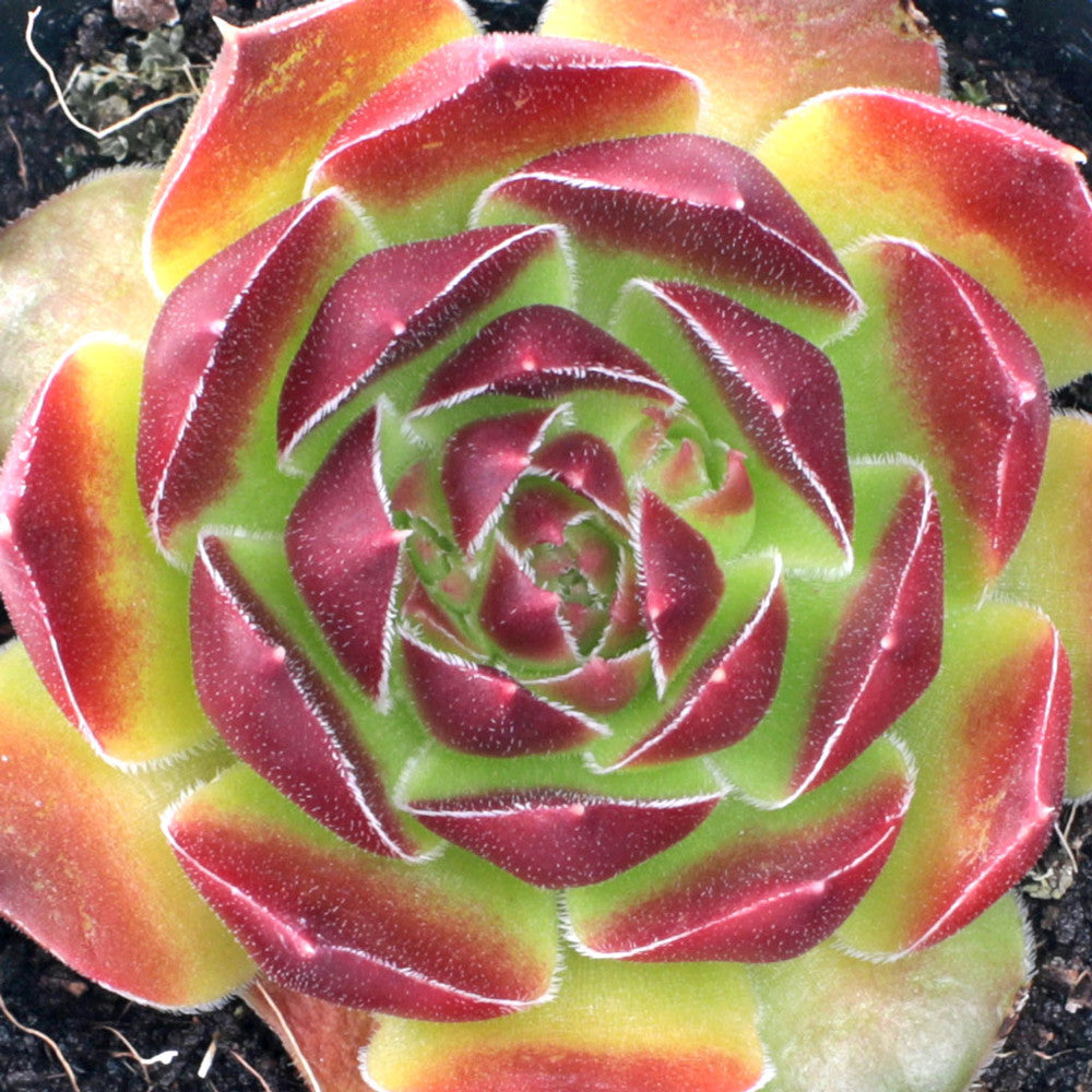 Sempervivum heuffelii 'Gold Bug'