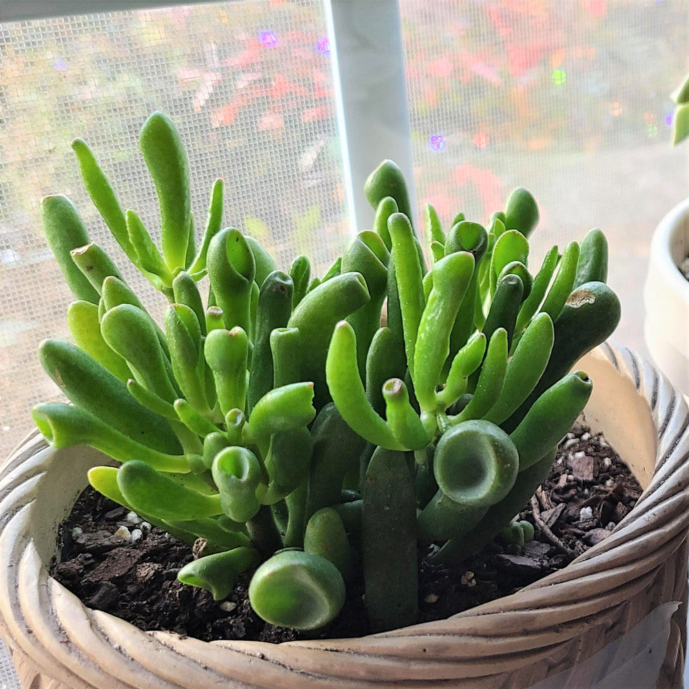 Crassula ovata 'Gollum' Jade