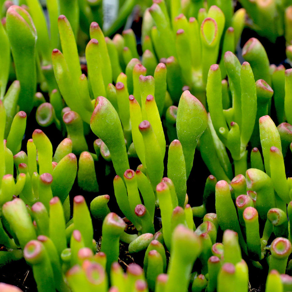 Crassula ovata 'Gollum' Jade [large]