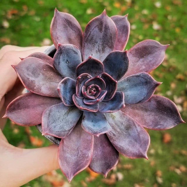 Echeveria 'Marrom' [exclusive]