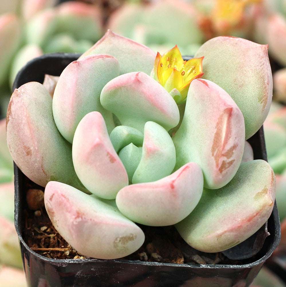 Graptoveria 'A Grim One'