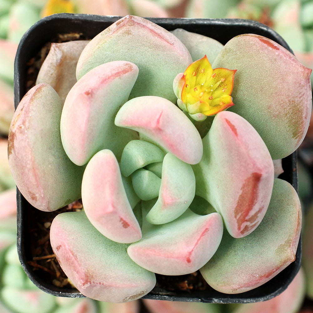 Graptoveria 'A Grim One'