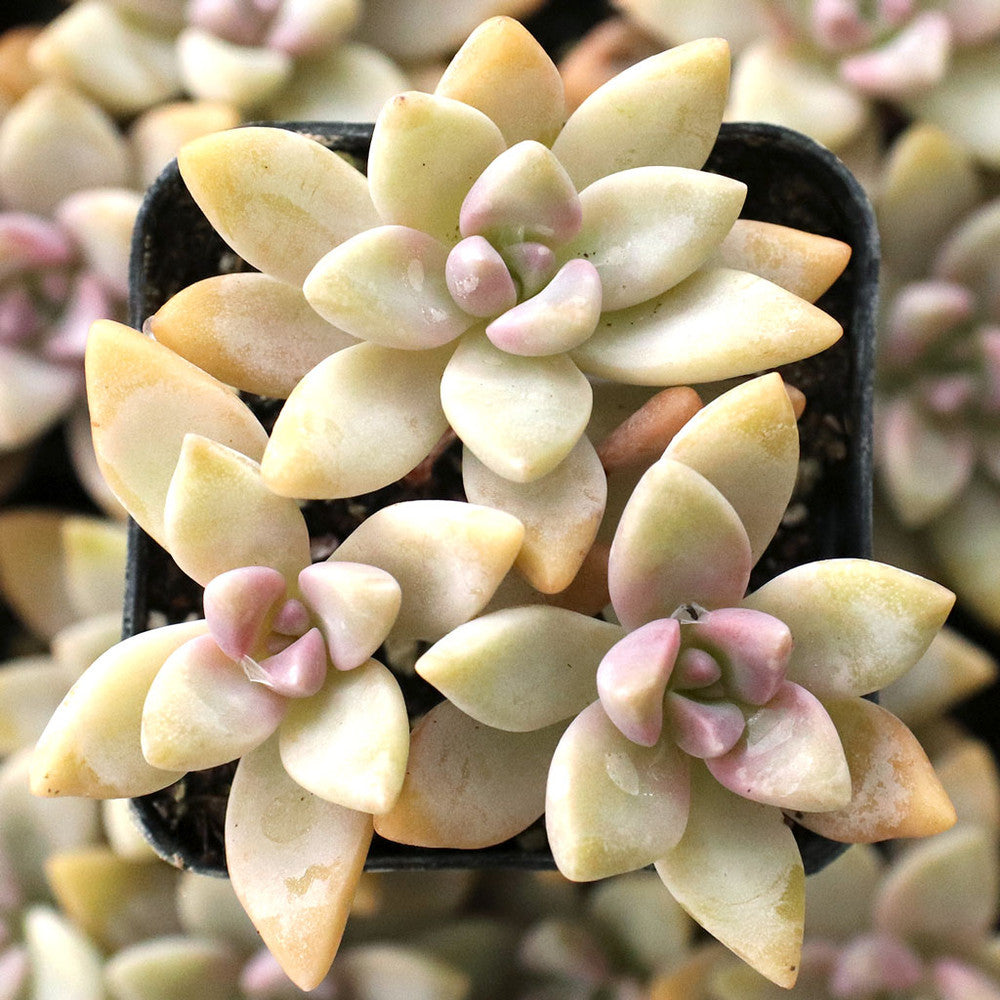 Graptosedum 'Francesco Baldi'