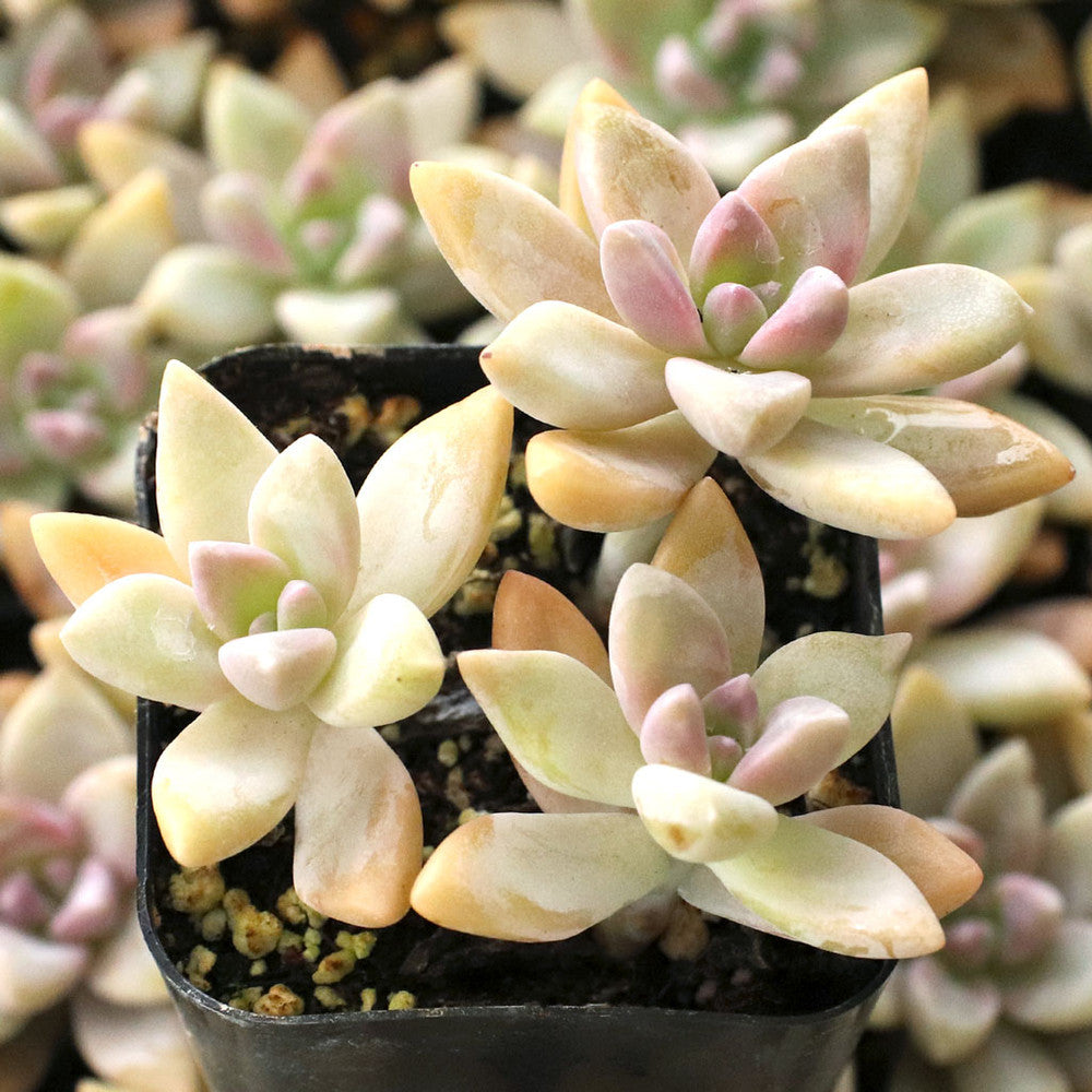 Graptosedum 'Francesco Baldi'