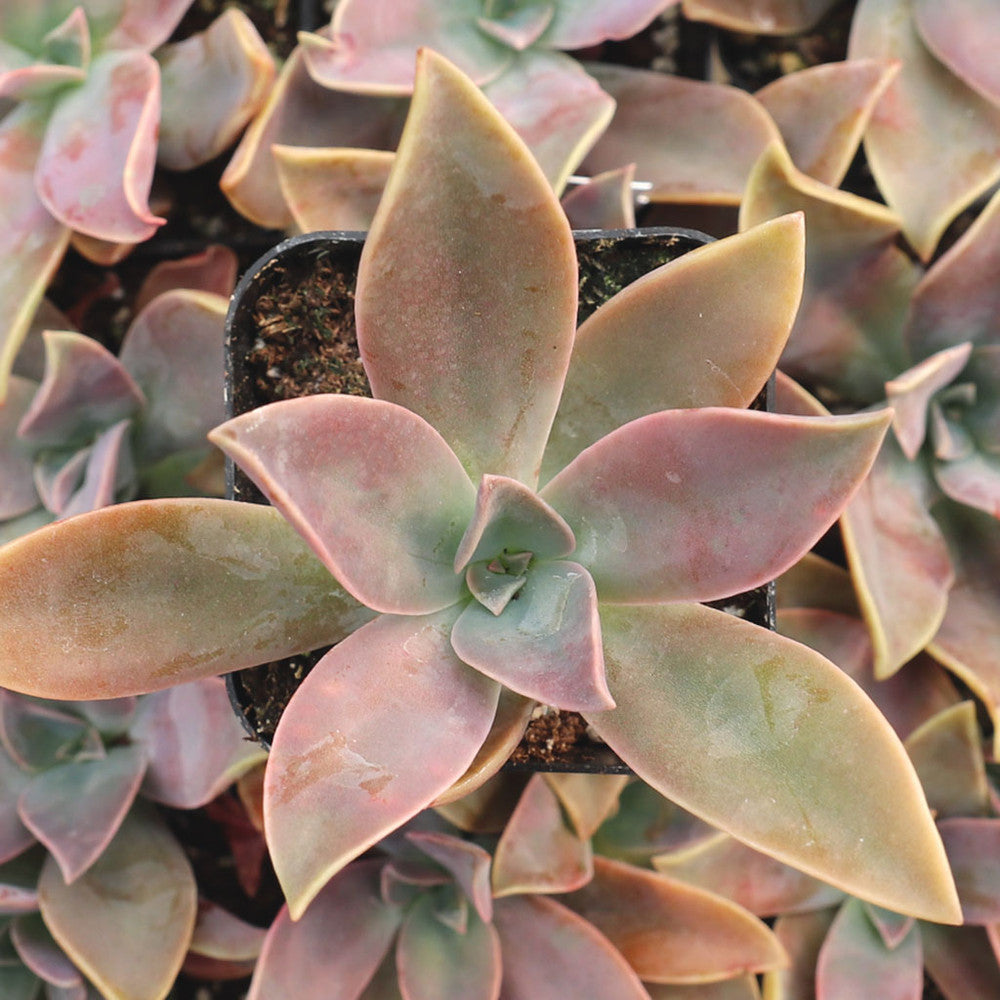 Graptoveria 'Fred Ives'