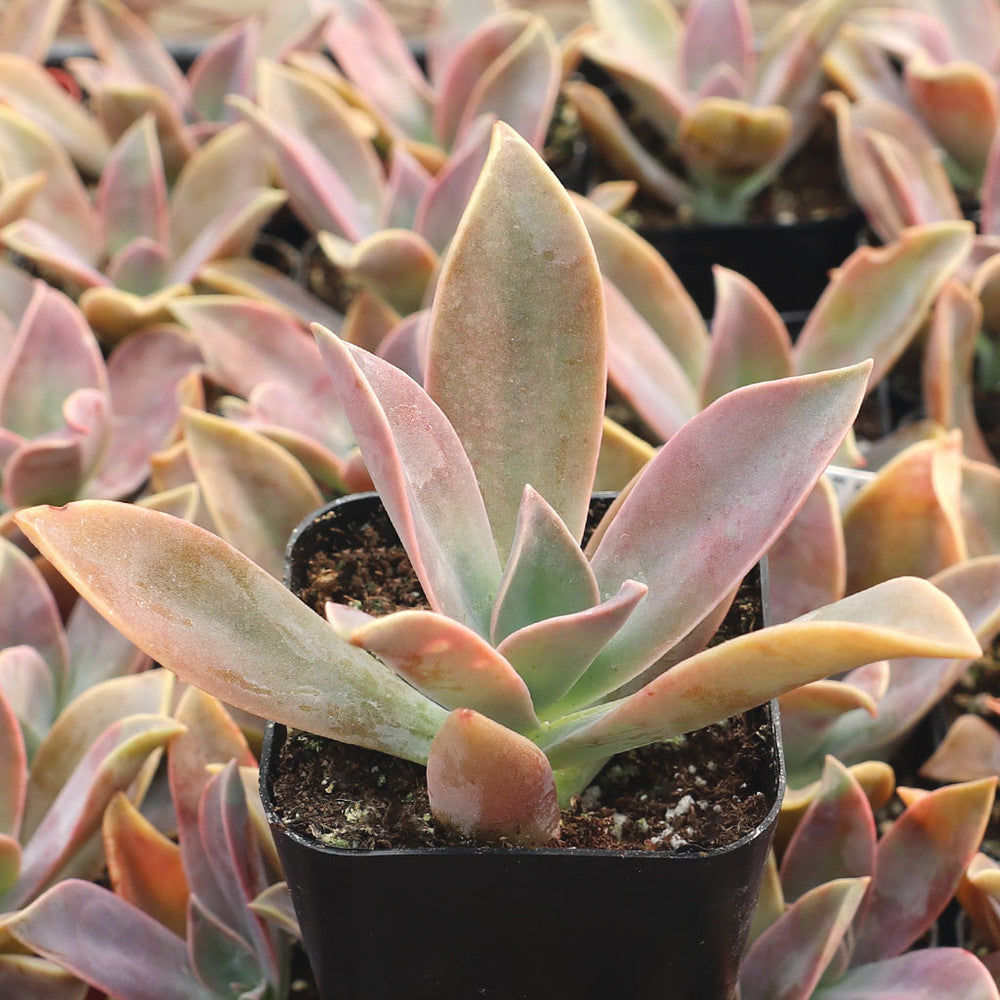 Graptoveria 'Fred Ives'