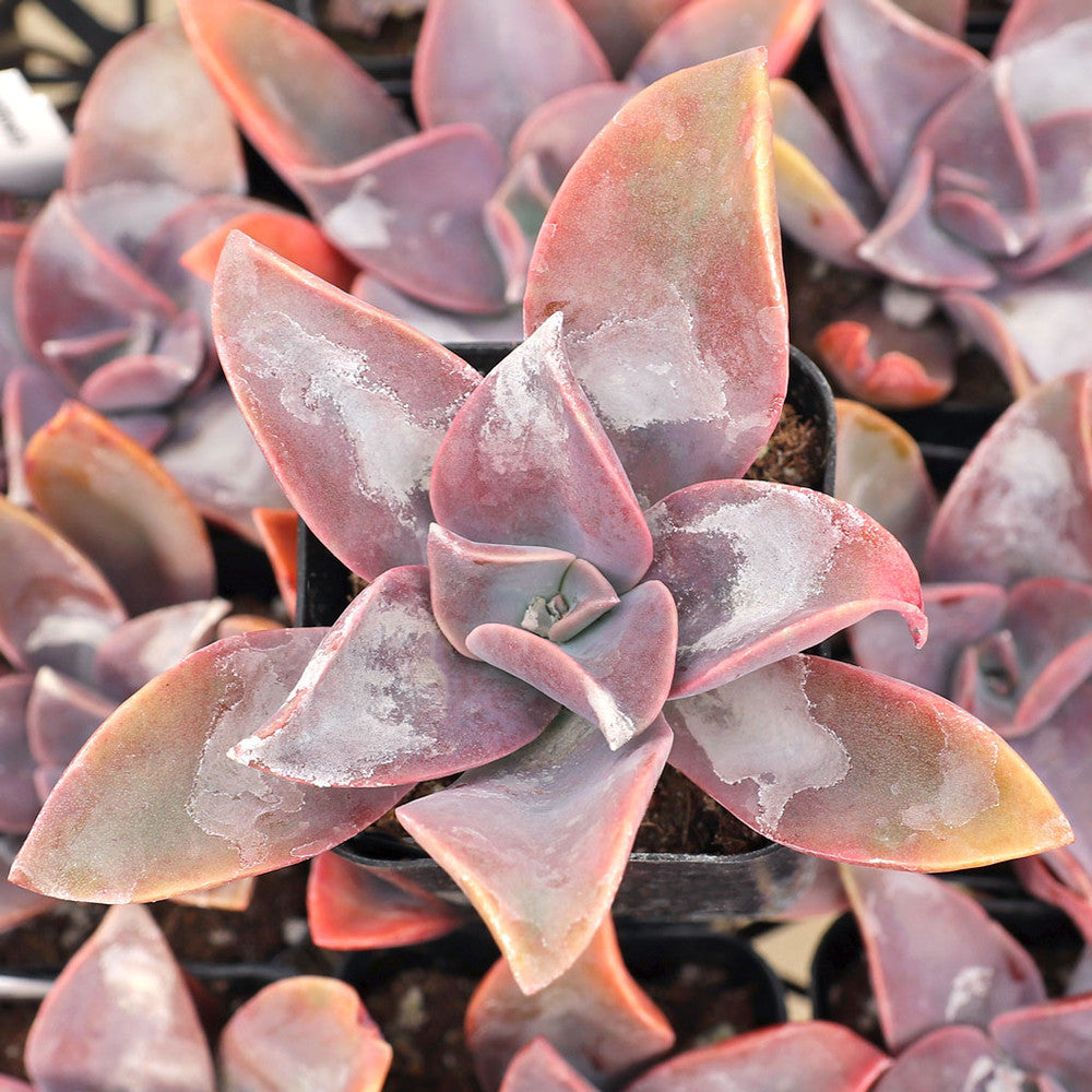 Graptoveria 'Fred Ives'