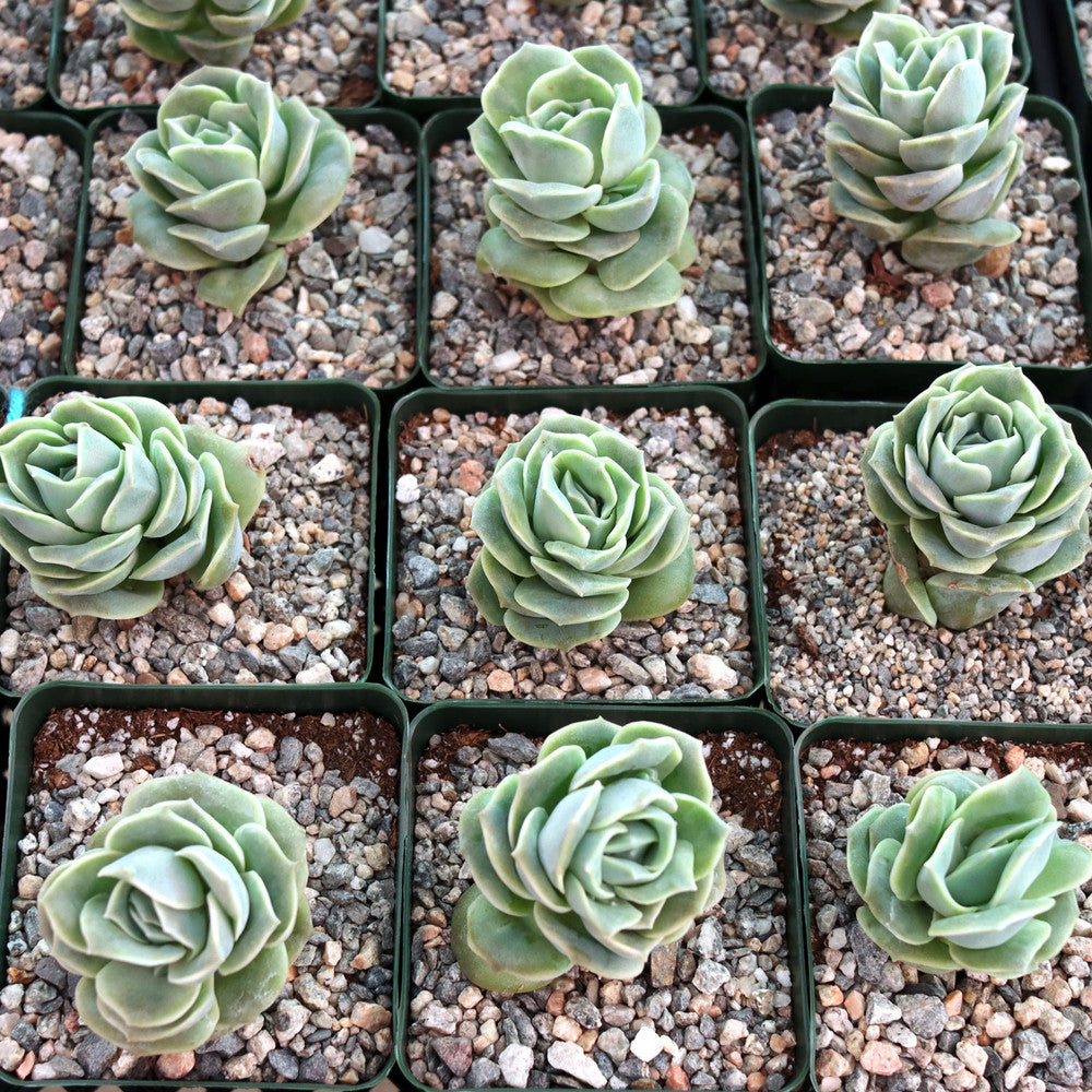 Graptoveria 'Lovely Rose' [large]