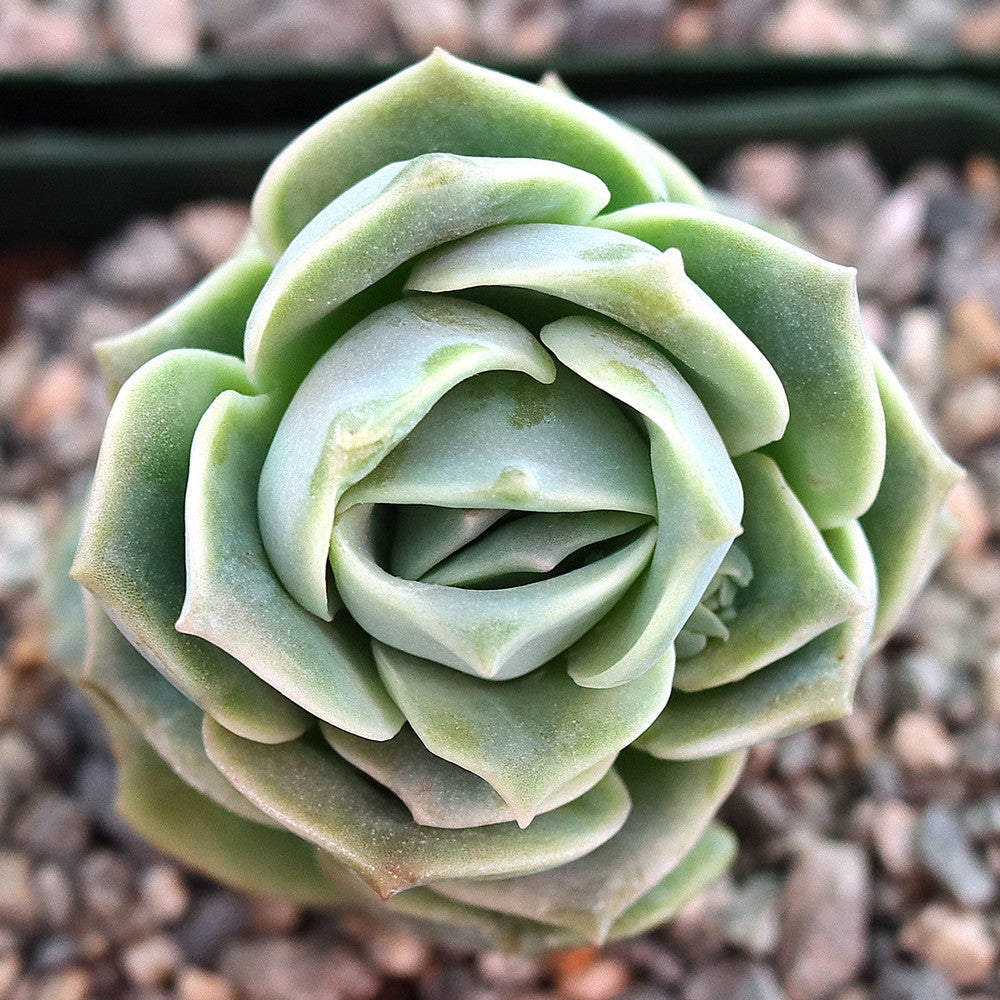 Graptoveria 'Lovely Rose' [large]