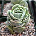 Graptoveria 'Lovely Rose' [large]