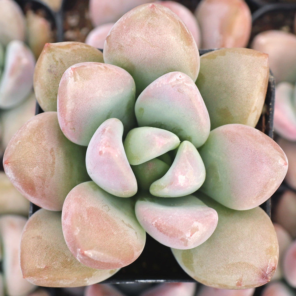 Graptoveria 'Opalina'