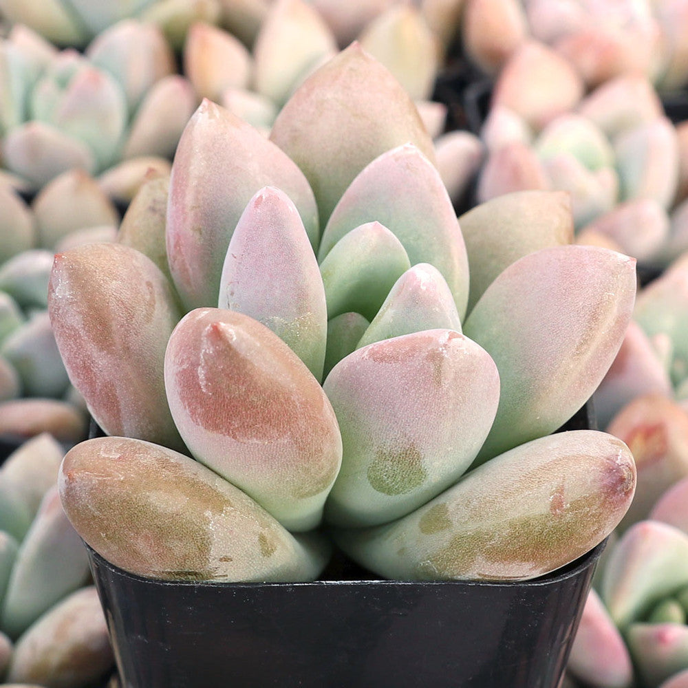 Graptoveria 'Opalina'