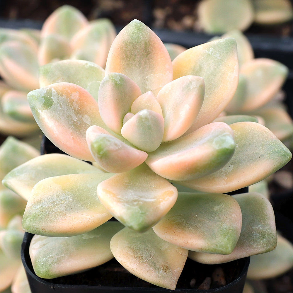 Graptoveria 'Titubans Variegata' [limited]