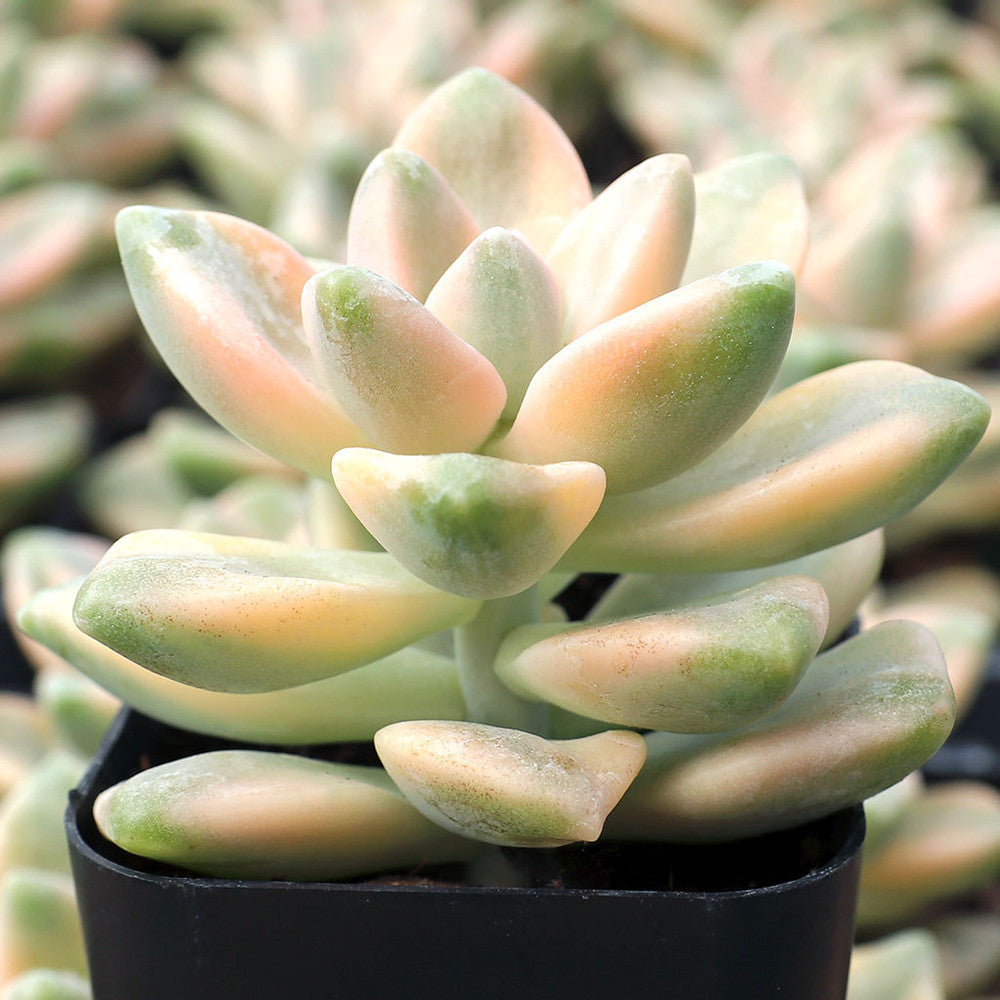 Graptoveria 'Titubans Variegata' [limited]