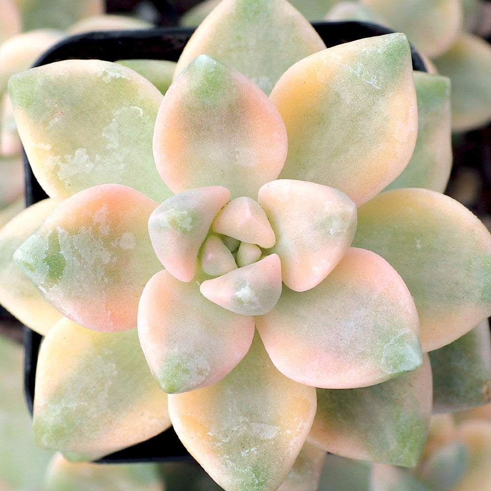 Graptoveria 'Titubans Variegata' [limited]
