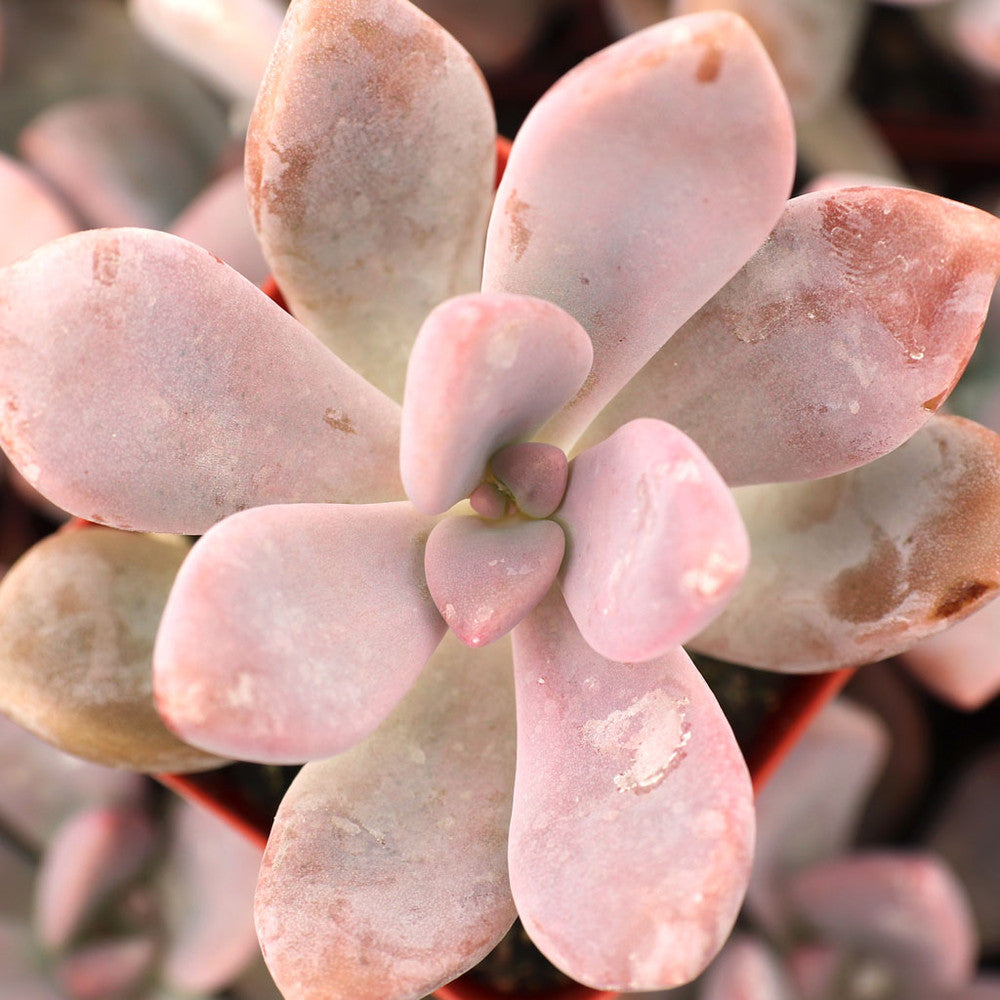 Graptopetalum 'Murasaki'