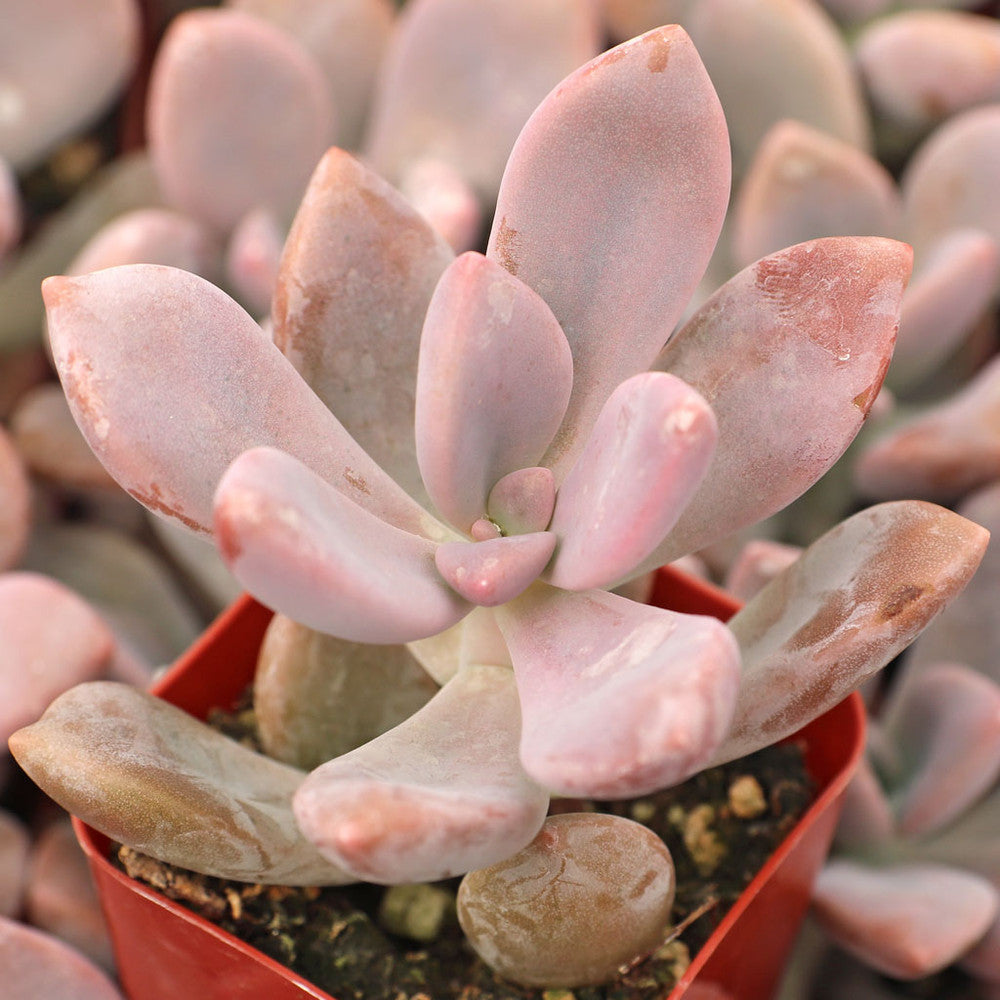 Graptopetalum 'Murasaki'
