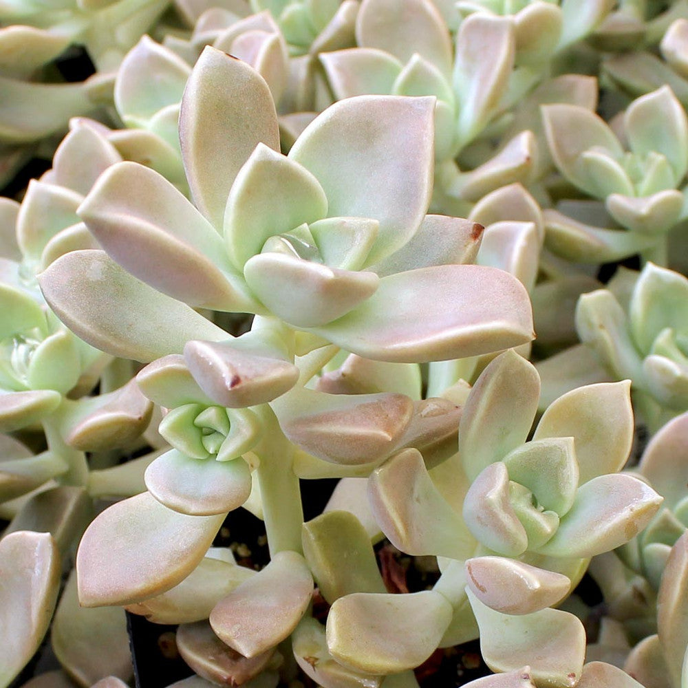 Graptoveria 'Harry Watson'