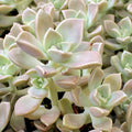 Graptoveria 'Harry Watson'