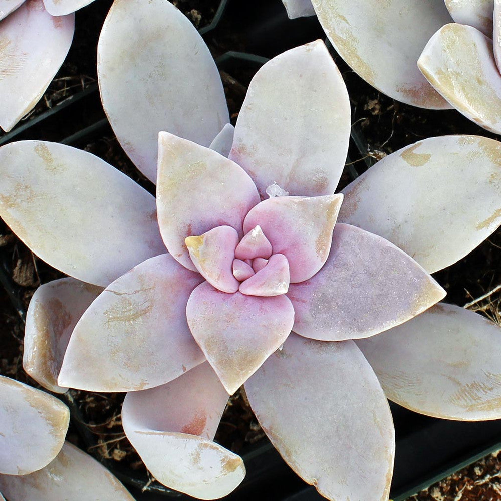 Graptopetalum superbum