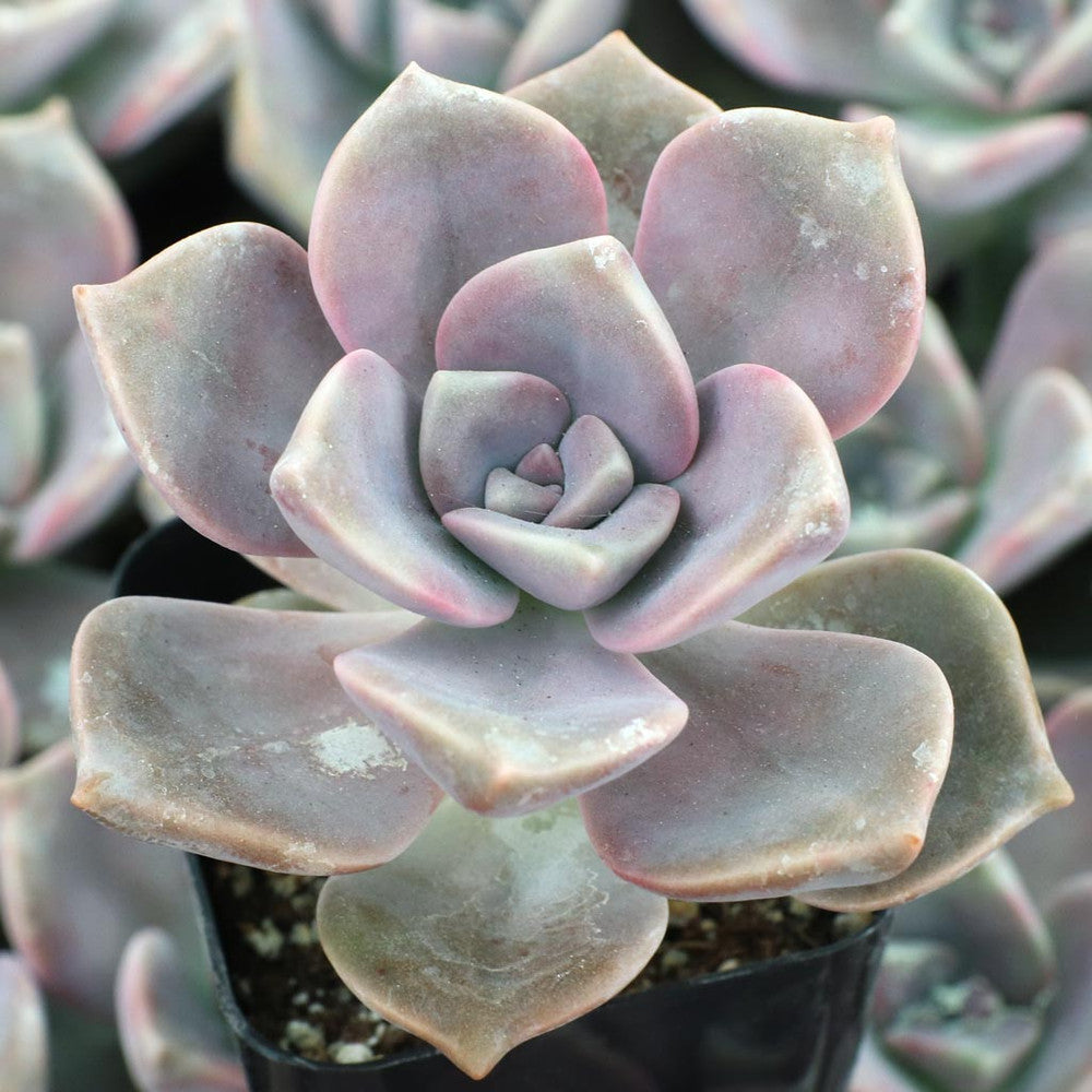 Graptopetalum 'Purple Delight'
