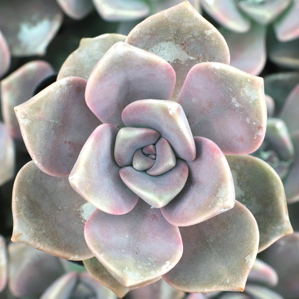 Graptopetalum 'Purple Delight'