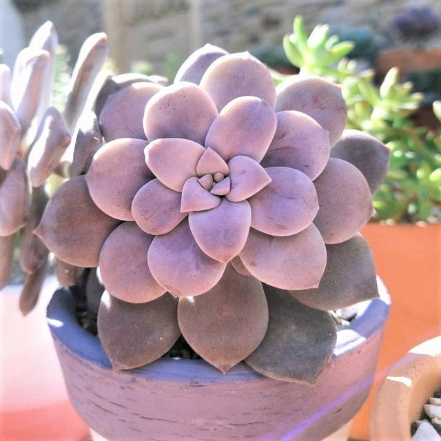 Graptopetalum superbum