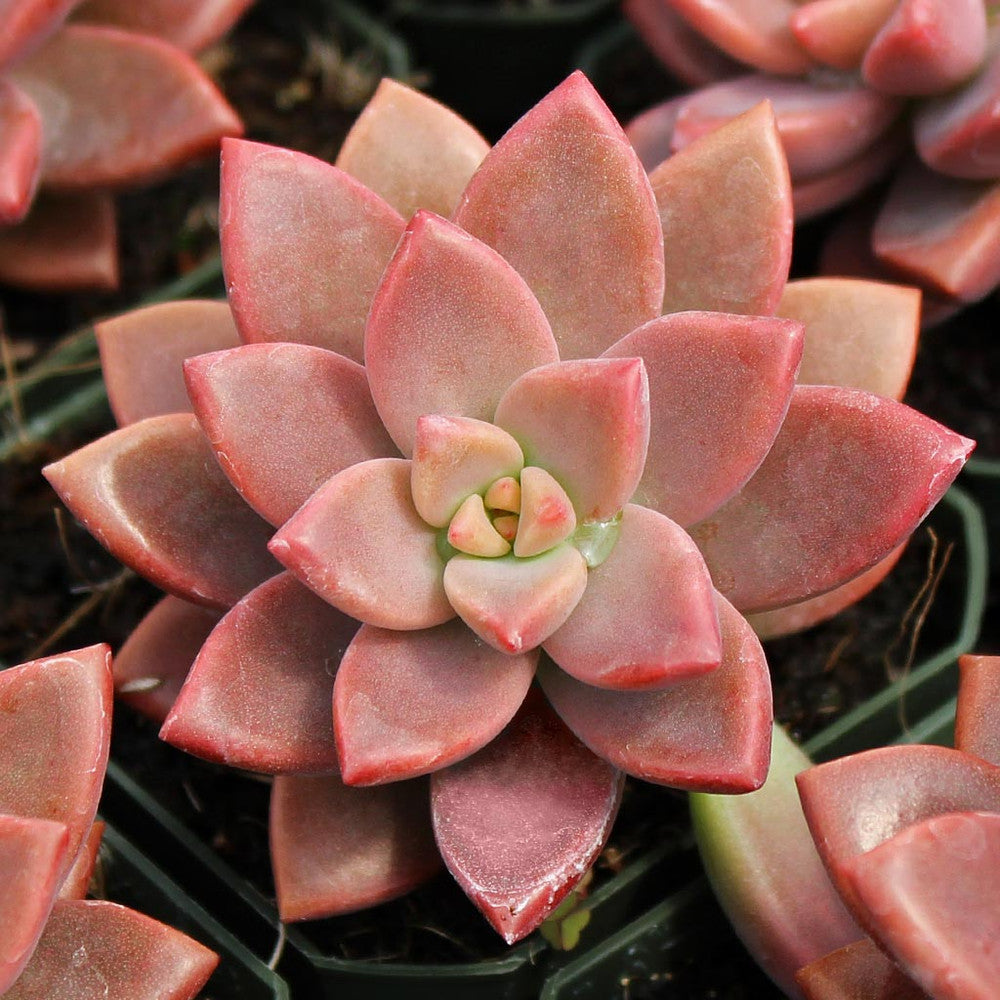 Graptosedum 'Alpenglow'